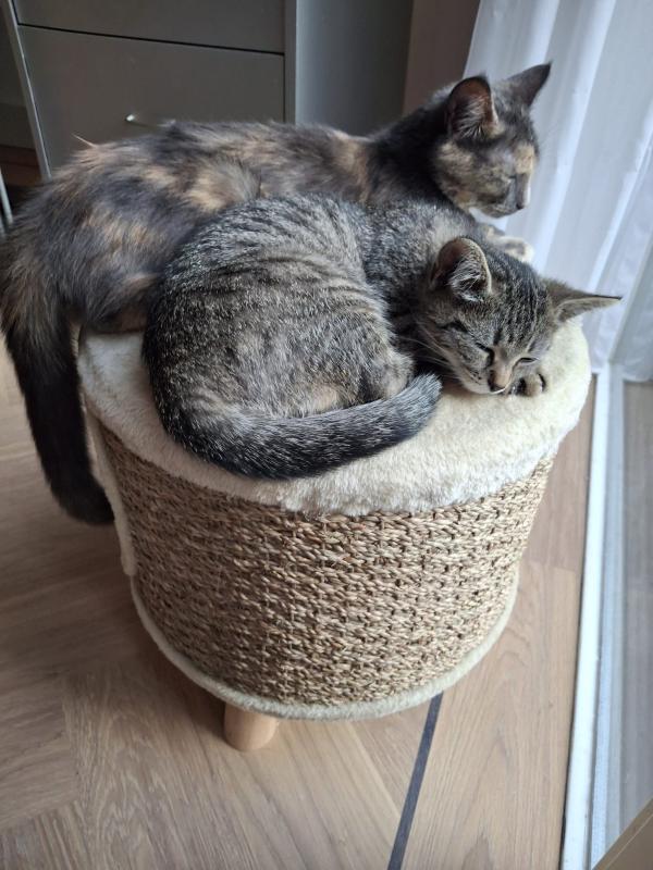 Yuki