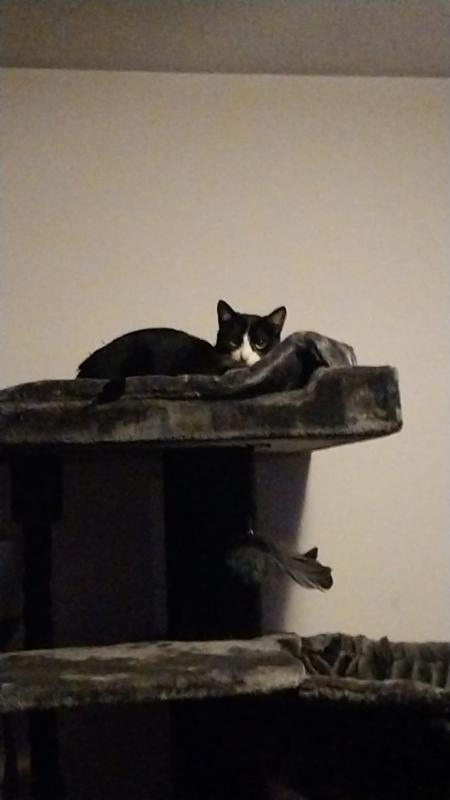 Medeea