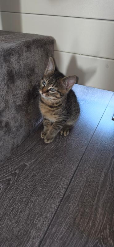 Ollie