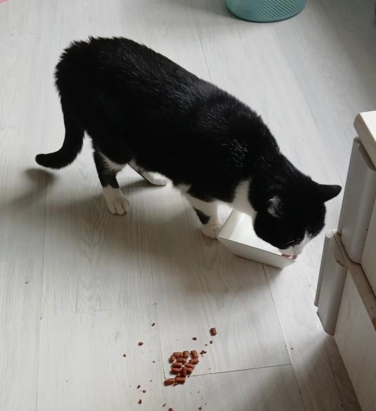 Chico