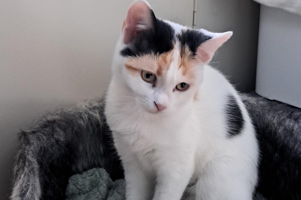 Wiola