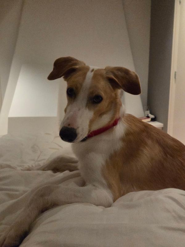 Volker