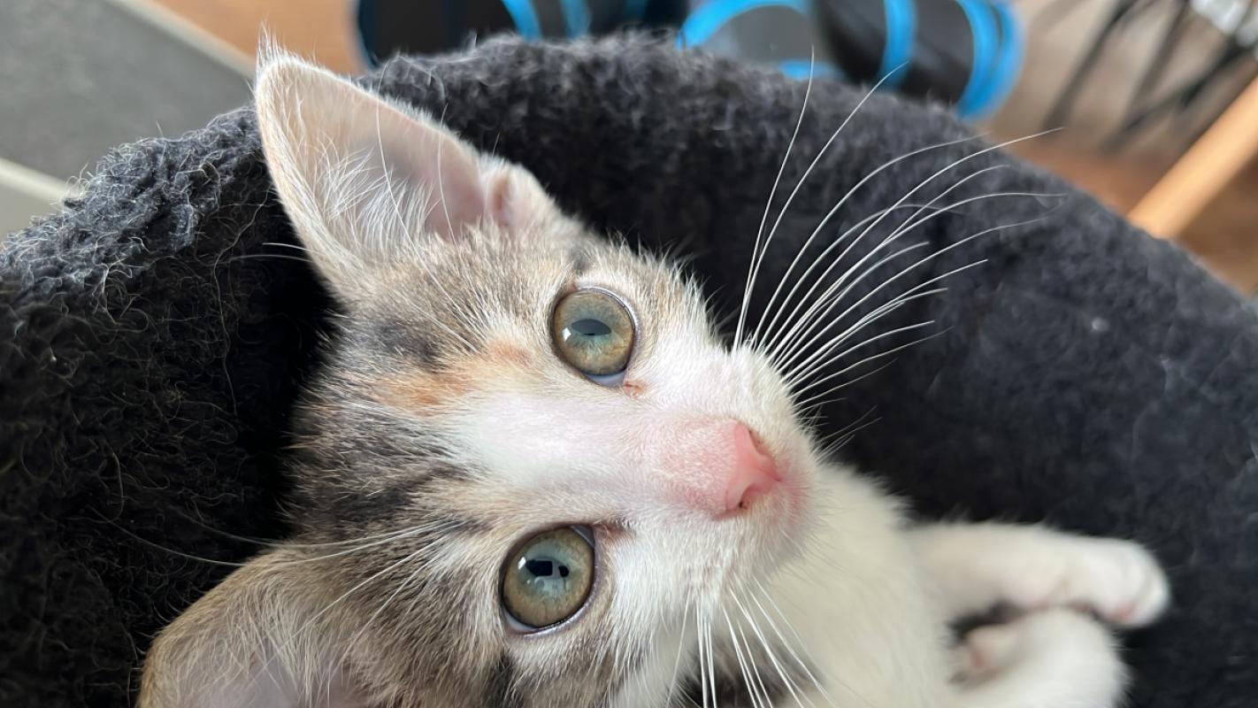 Nova