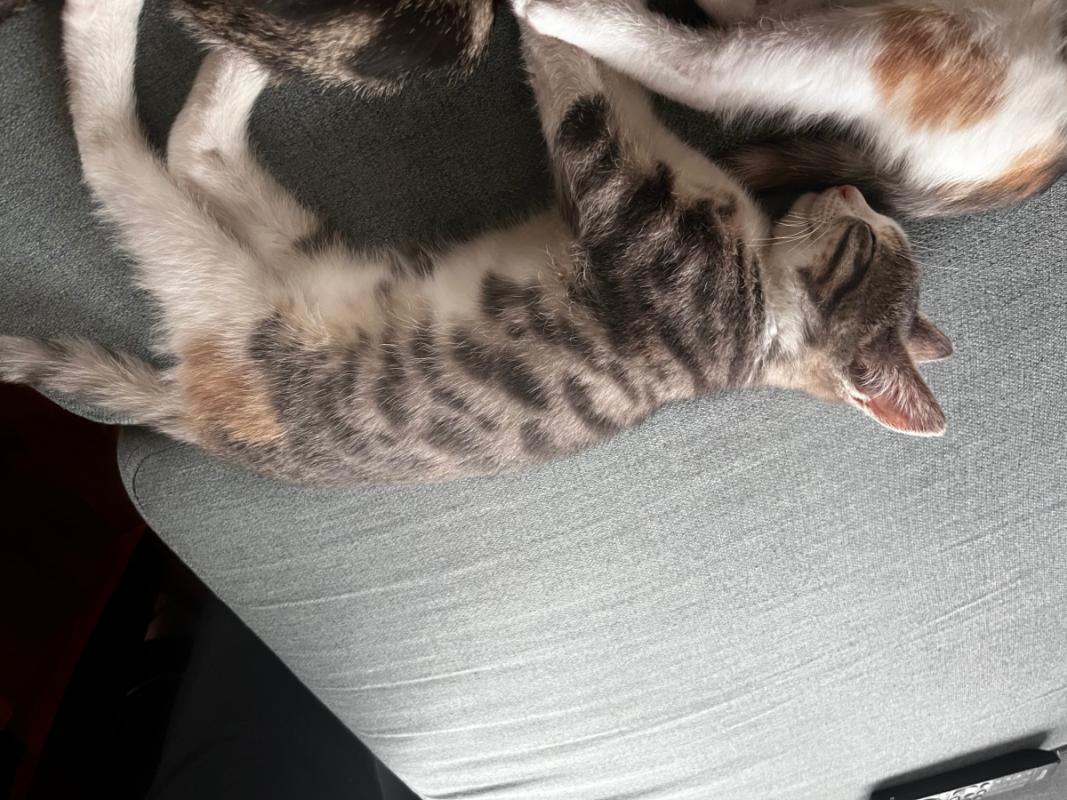 Cleo