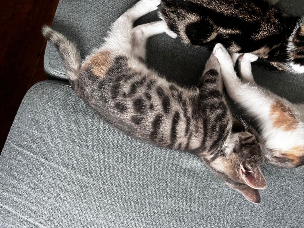 Cleo