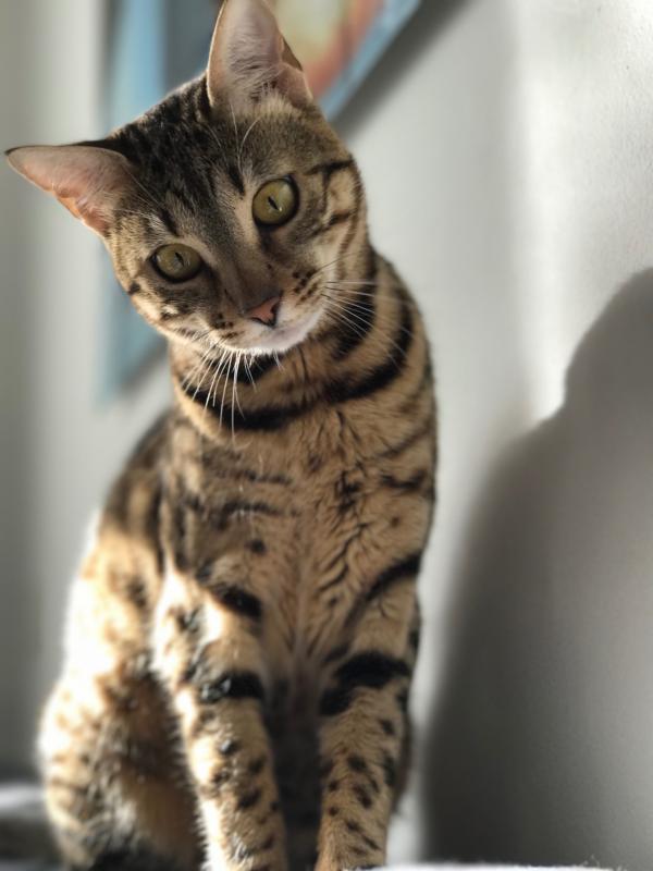Boef