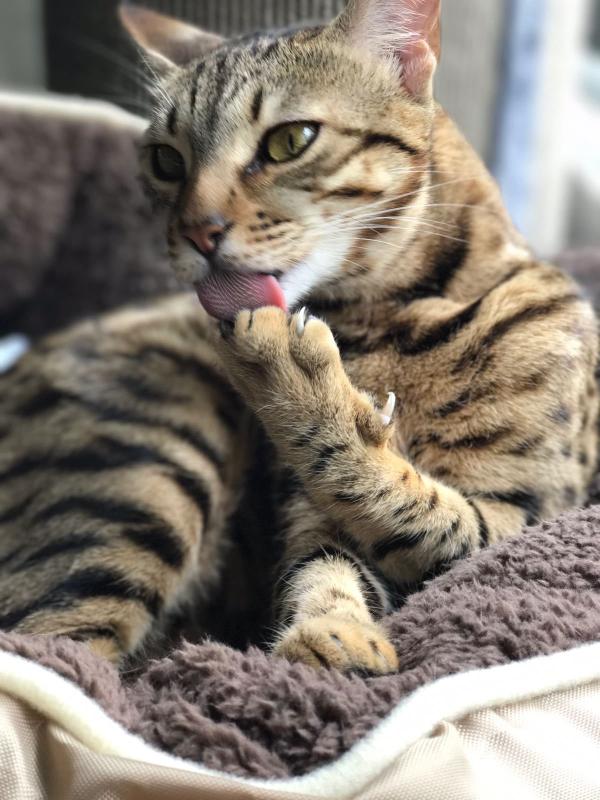 Boef
