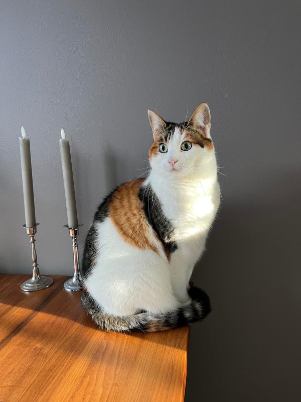 Poes
