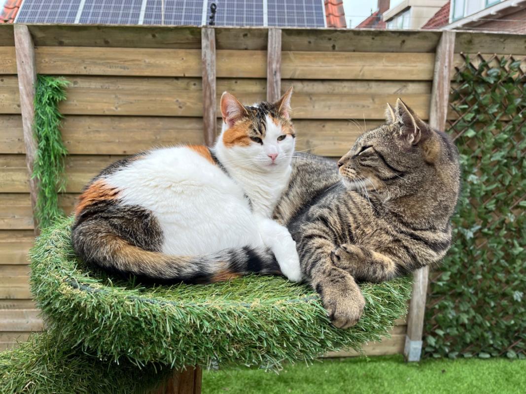 Poes