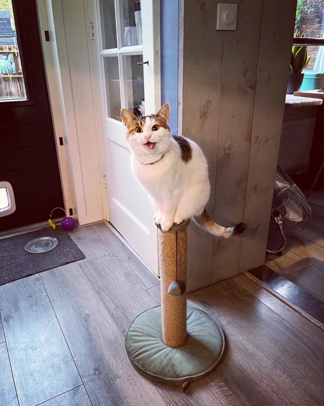 Poes