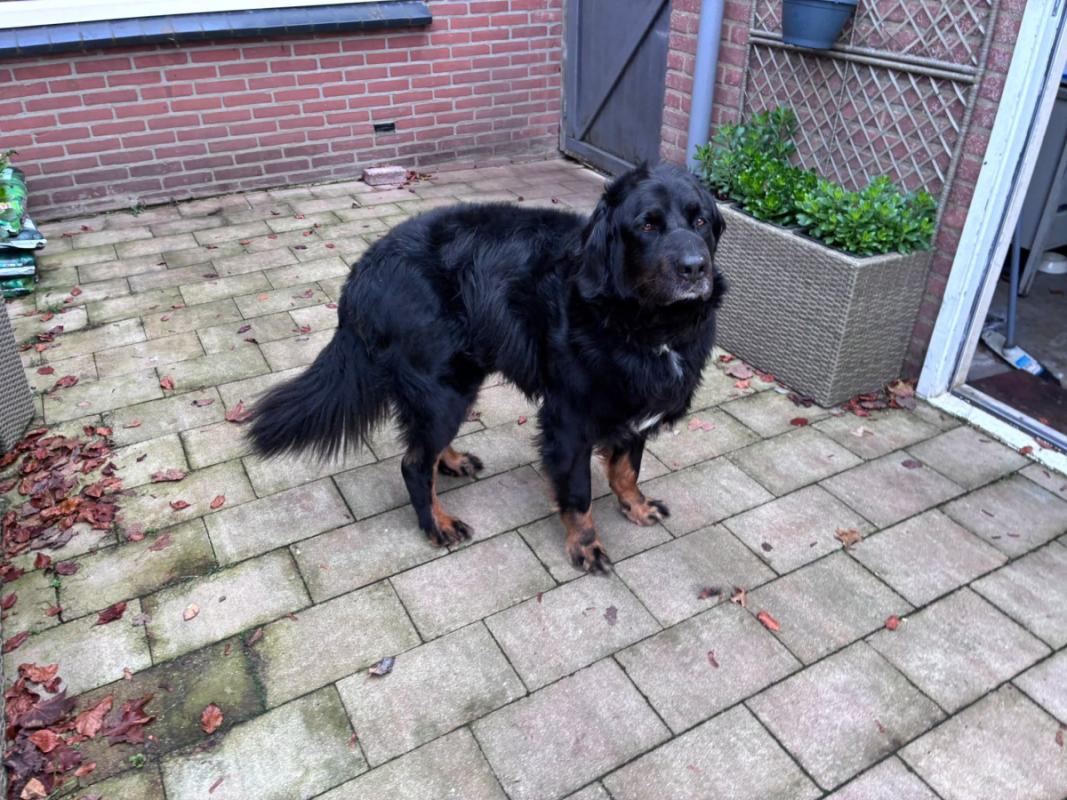 Ivar