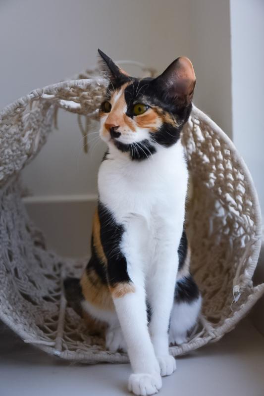 Biscuit