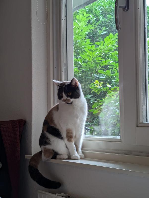 Bonnie