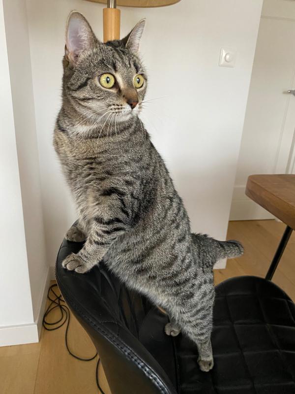 Muis