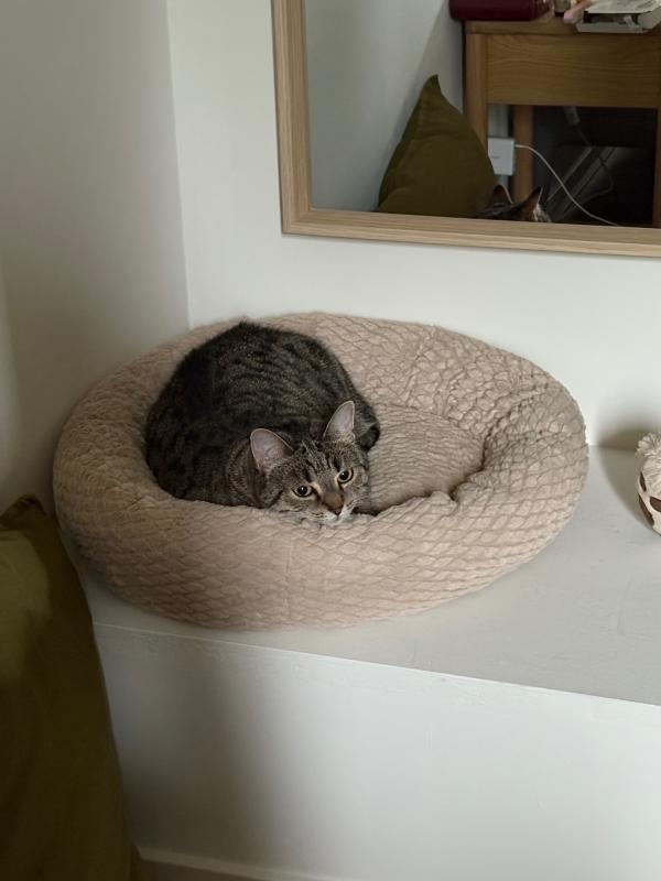 Muis