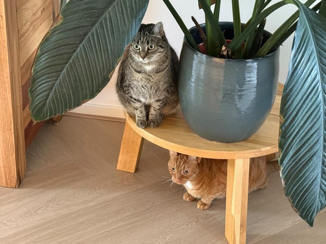 Muis