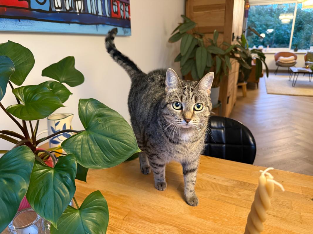 Muis