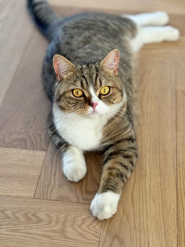 Frenkie