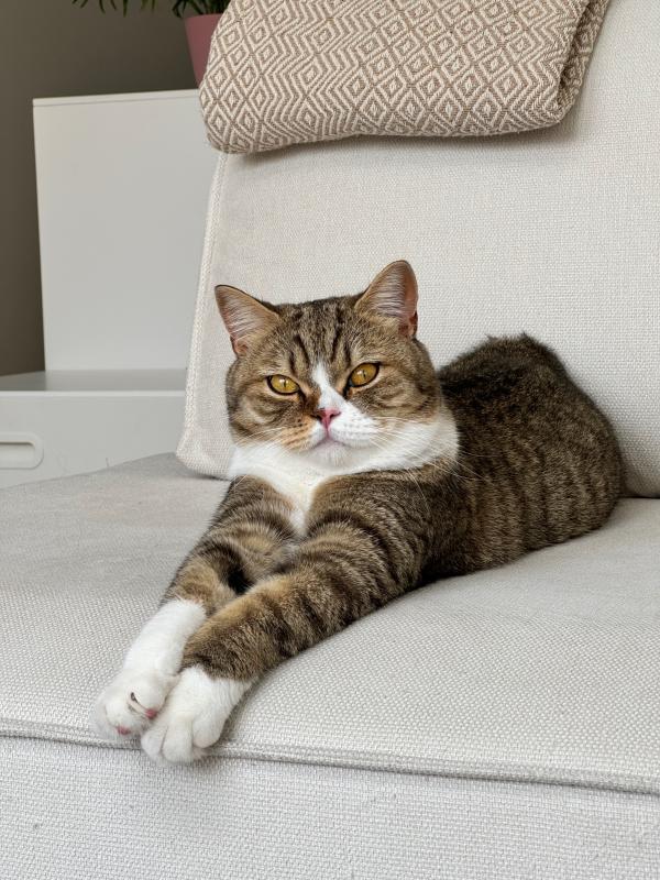 Frenkie