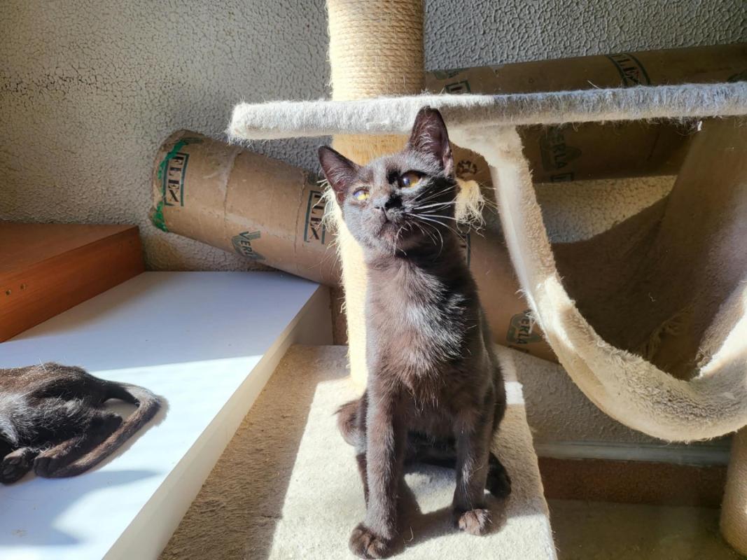 Kassandra