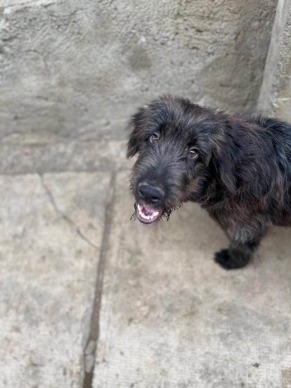 Benji