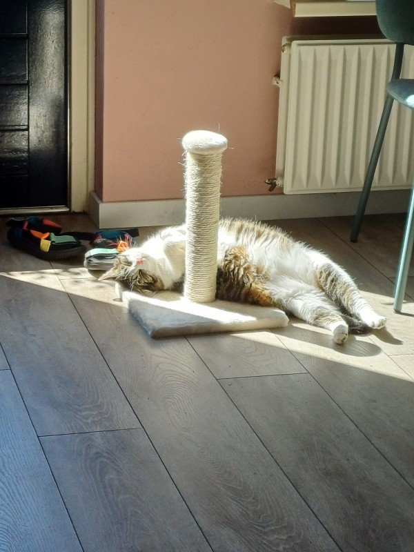 Maus