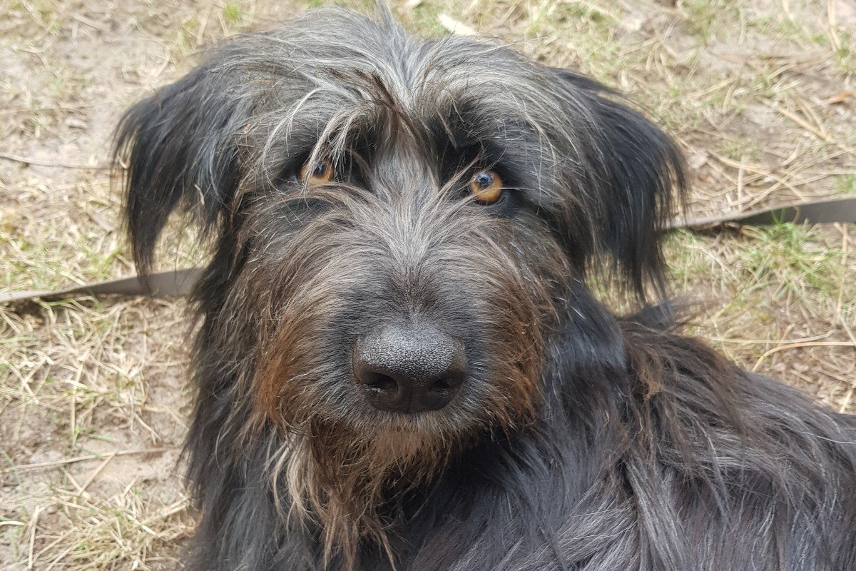 Pip