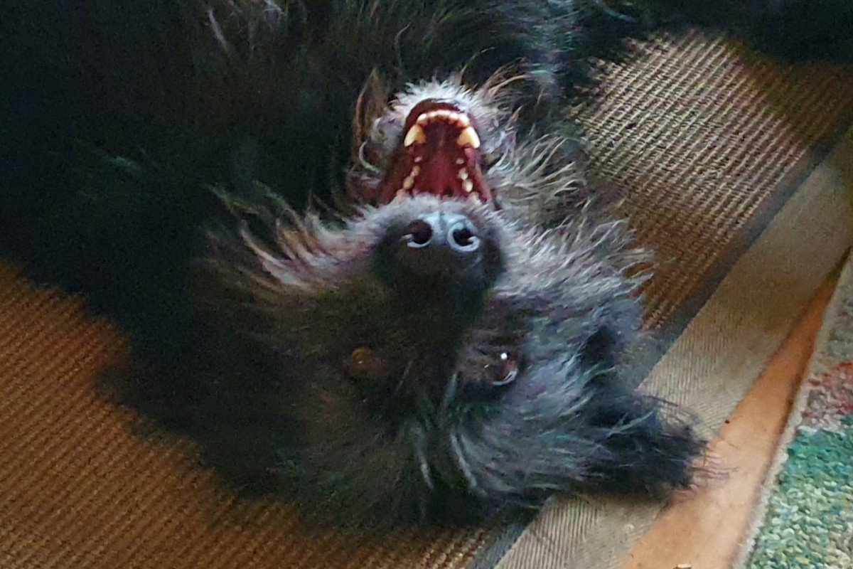 Pip