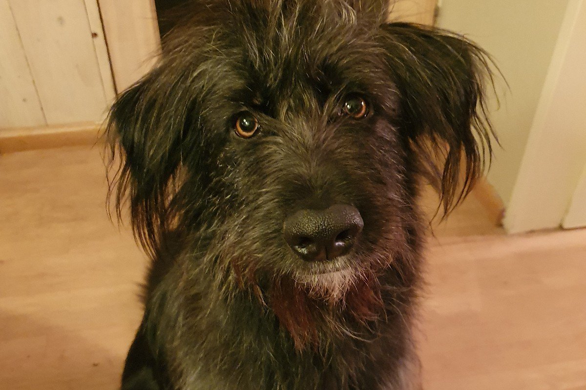Pip