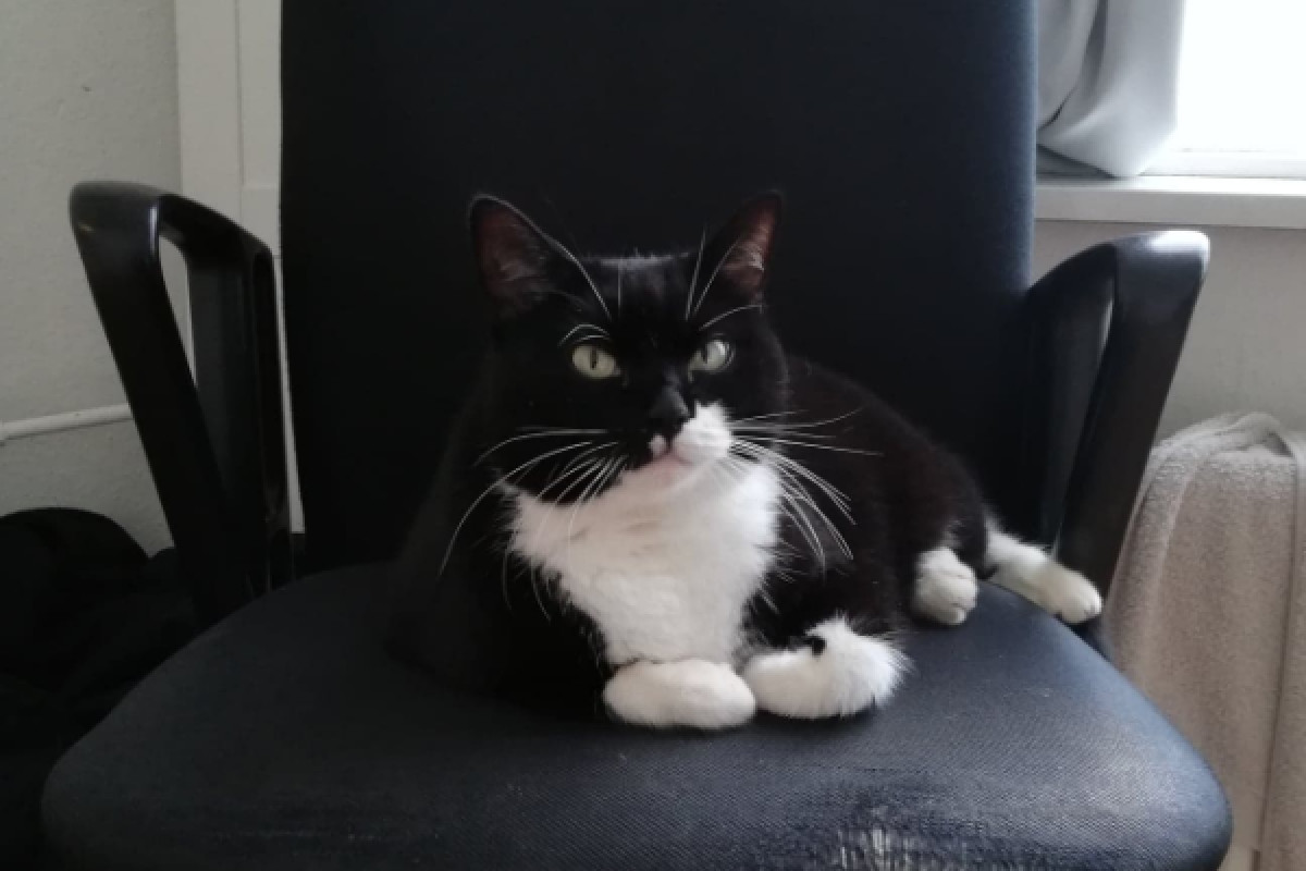 Puma