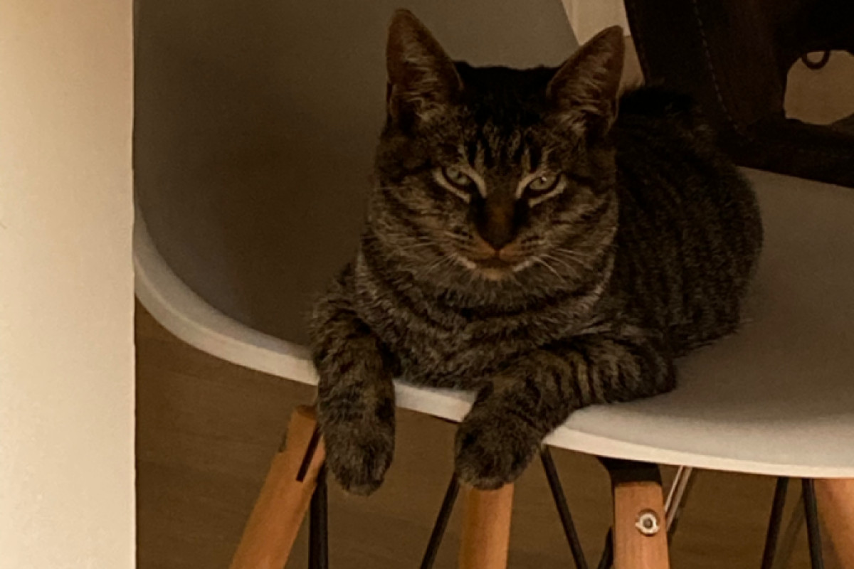 Felix