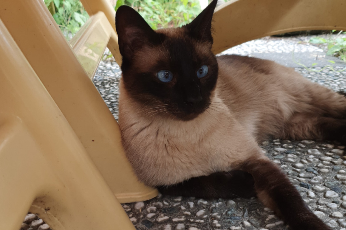 Micah