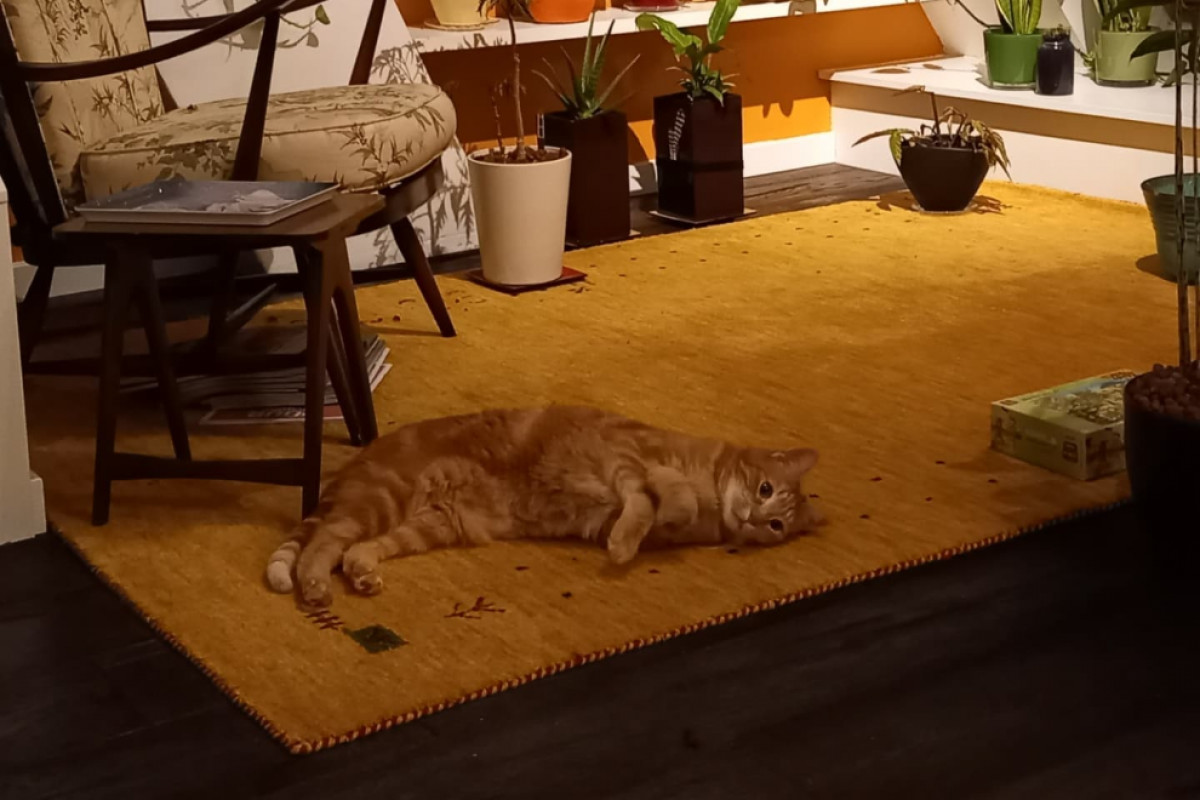 *SPOED* Maui