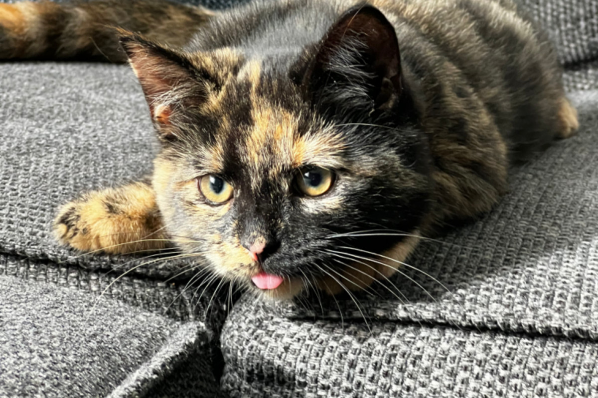 Lulu