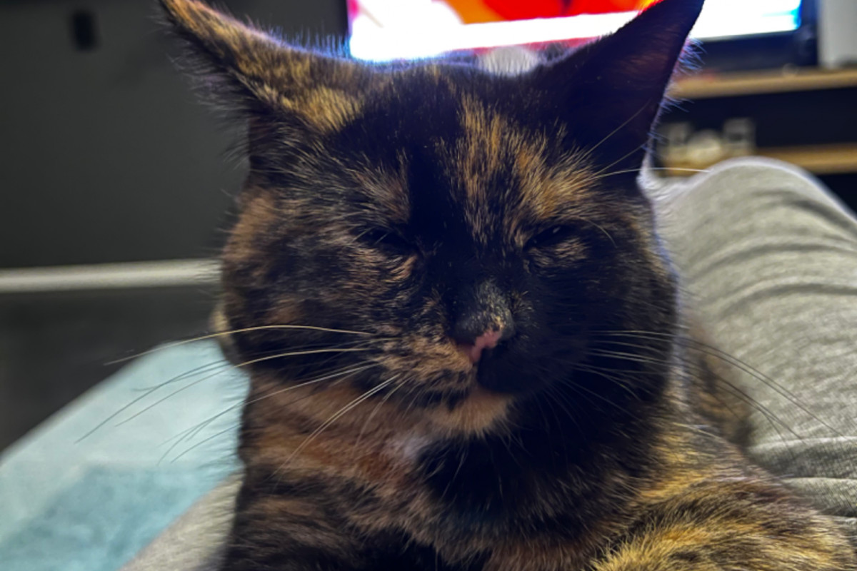 Lulu