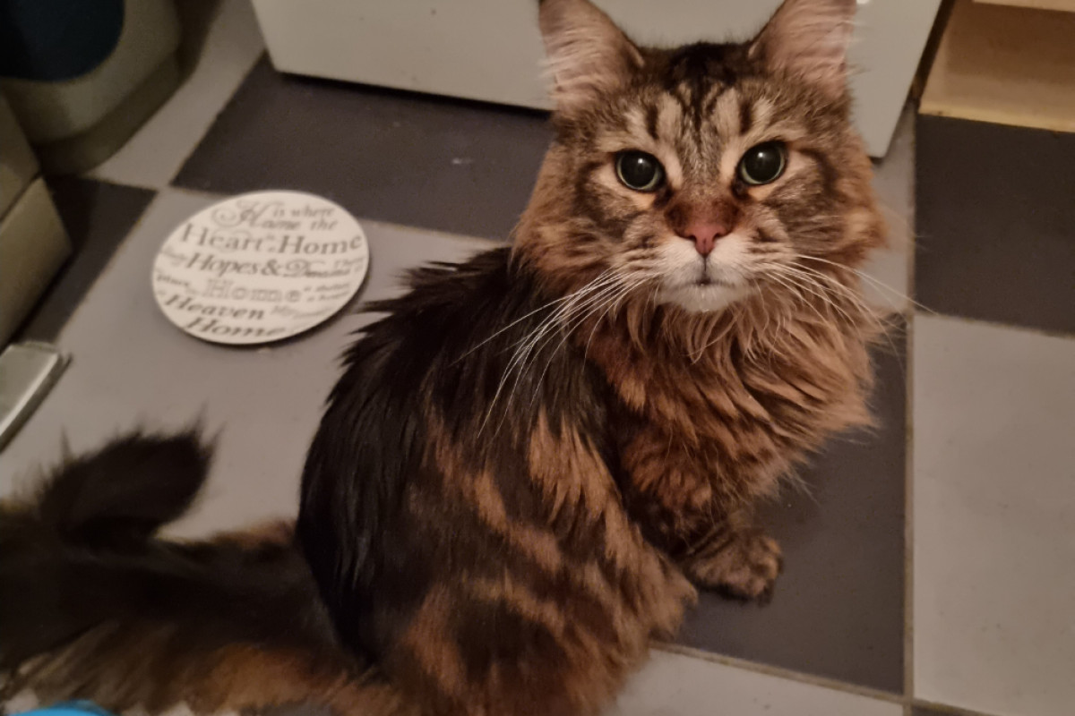 Missy