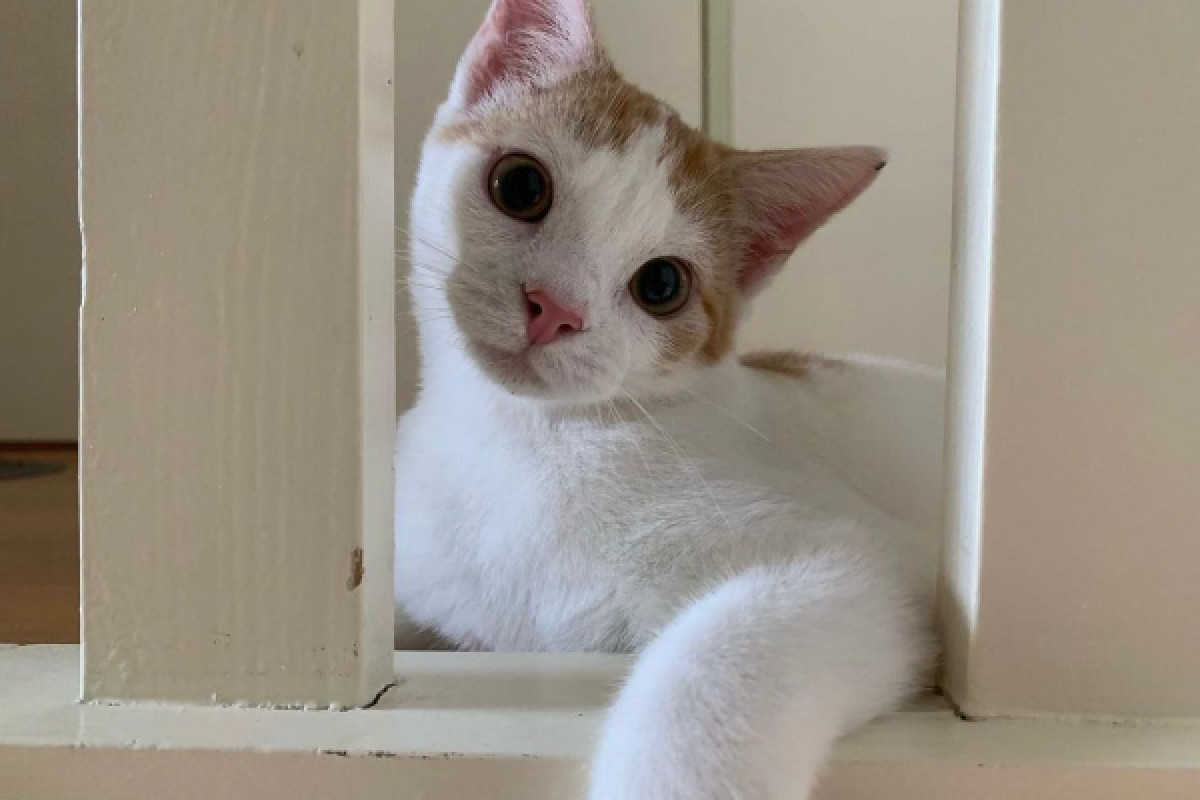 Dexter
