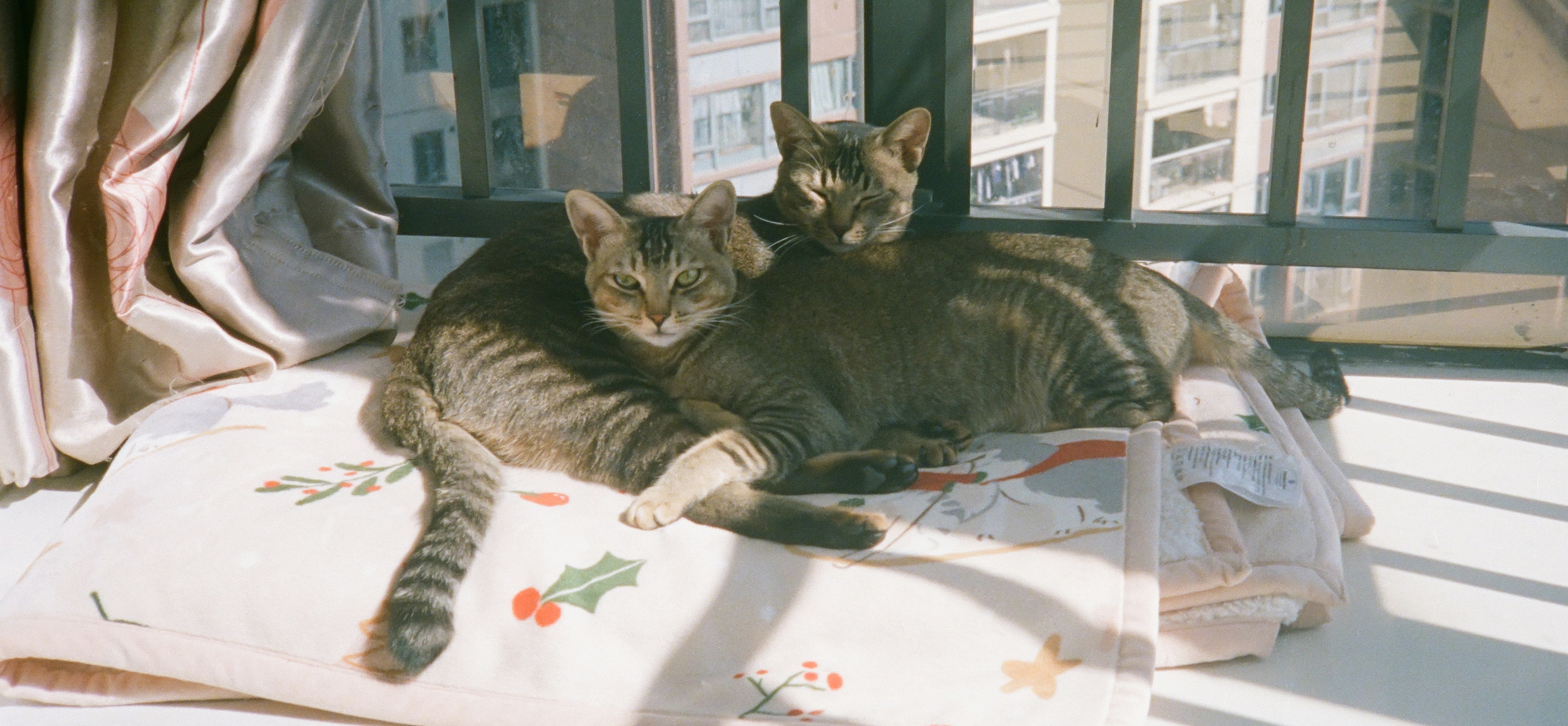 Katten vriendjes