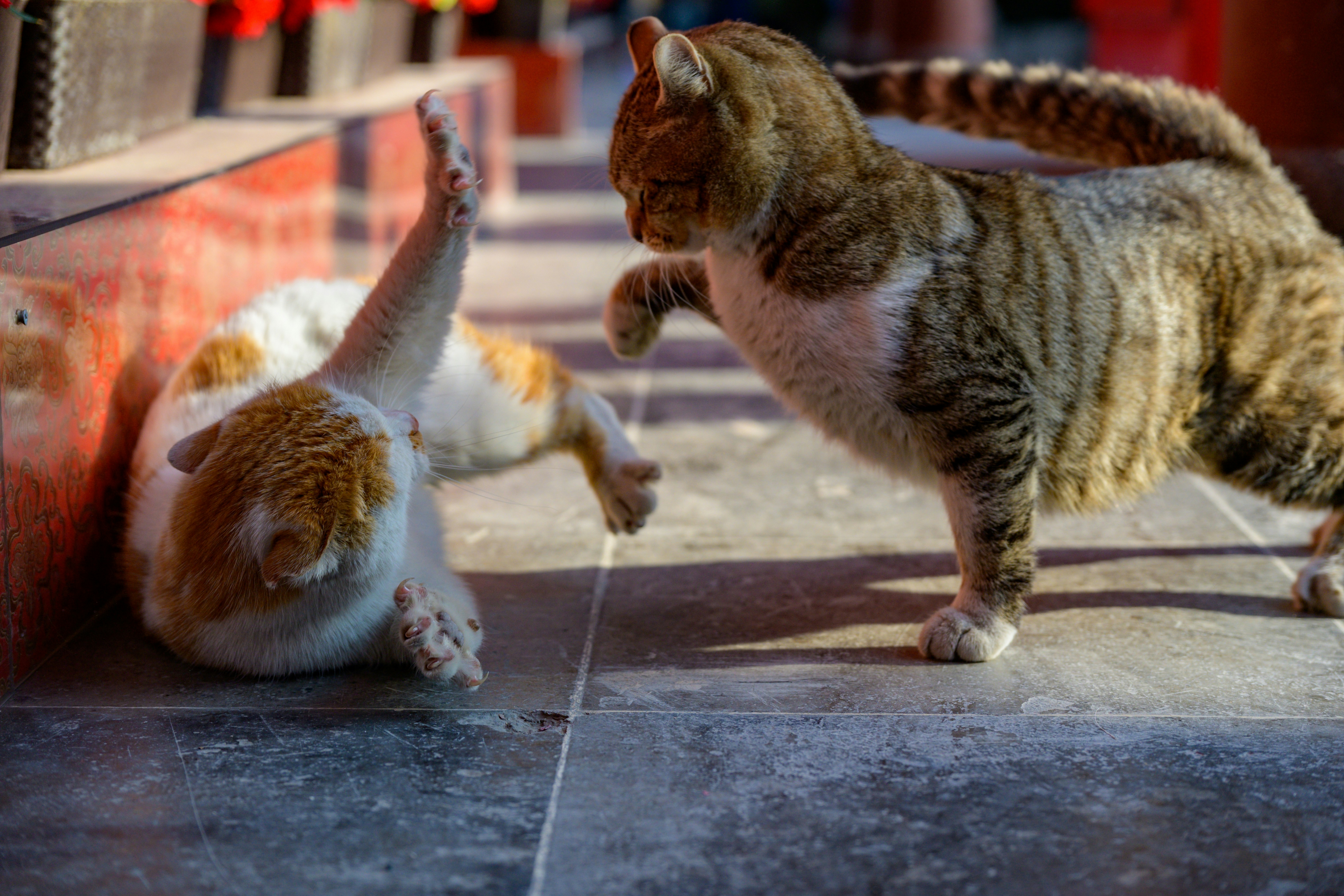 Katten vechten